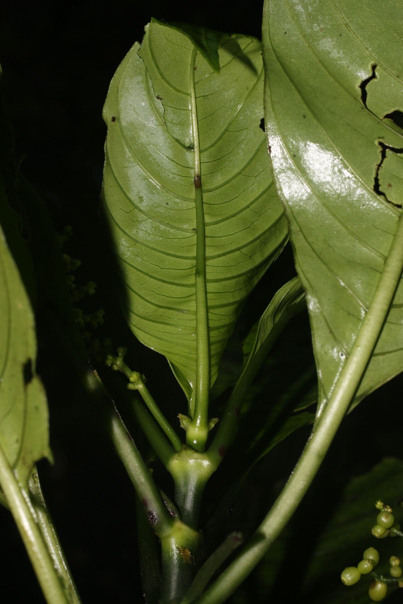 Notopleura 6