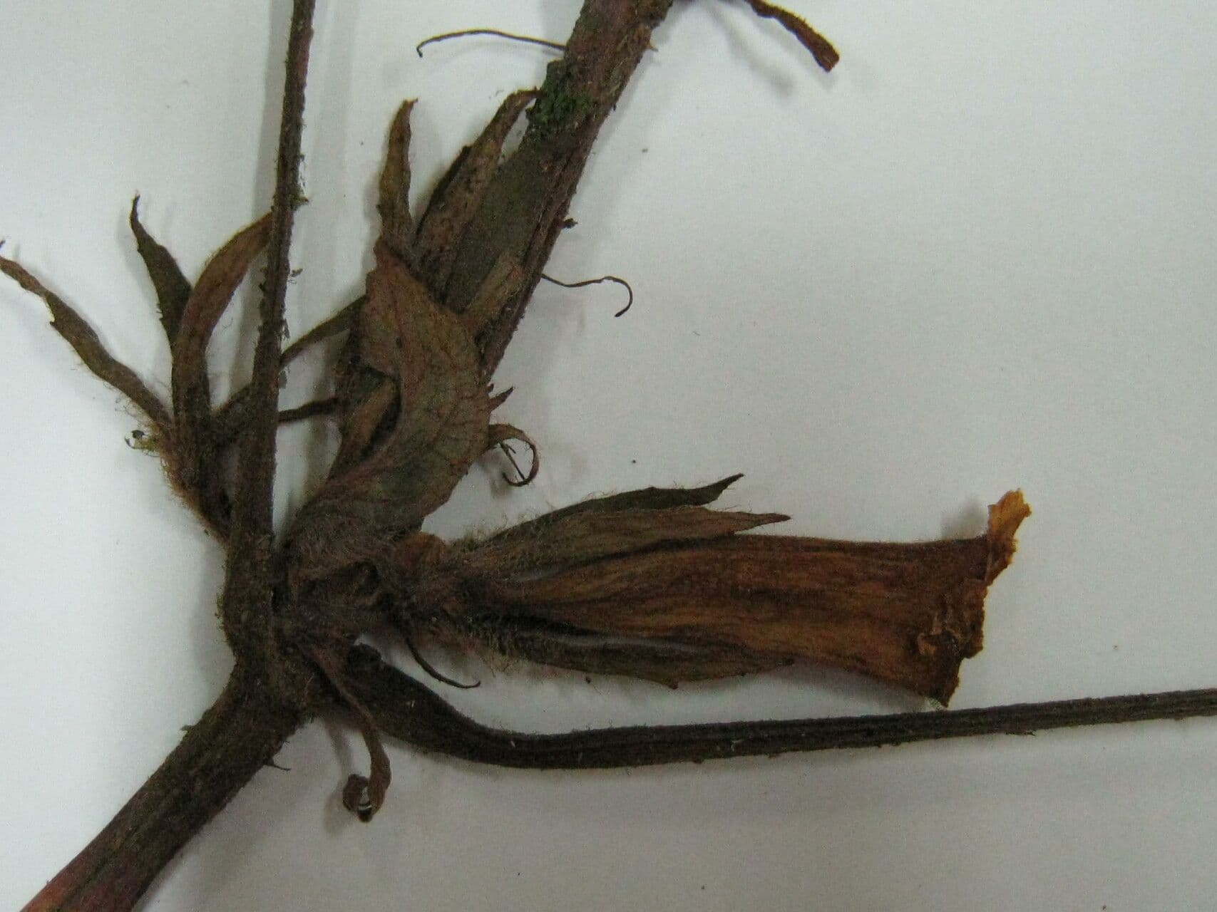 Nautilocalyx 6