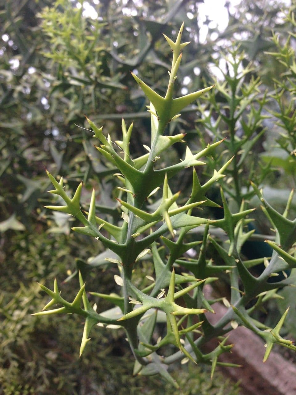 Colletia 18