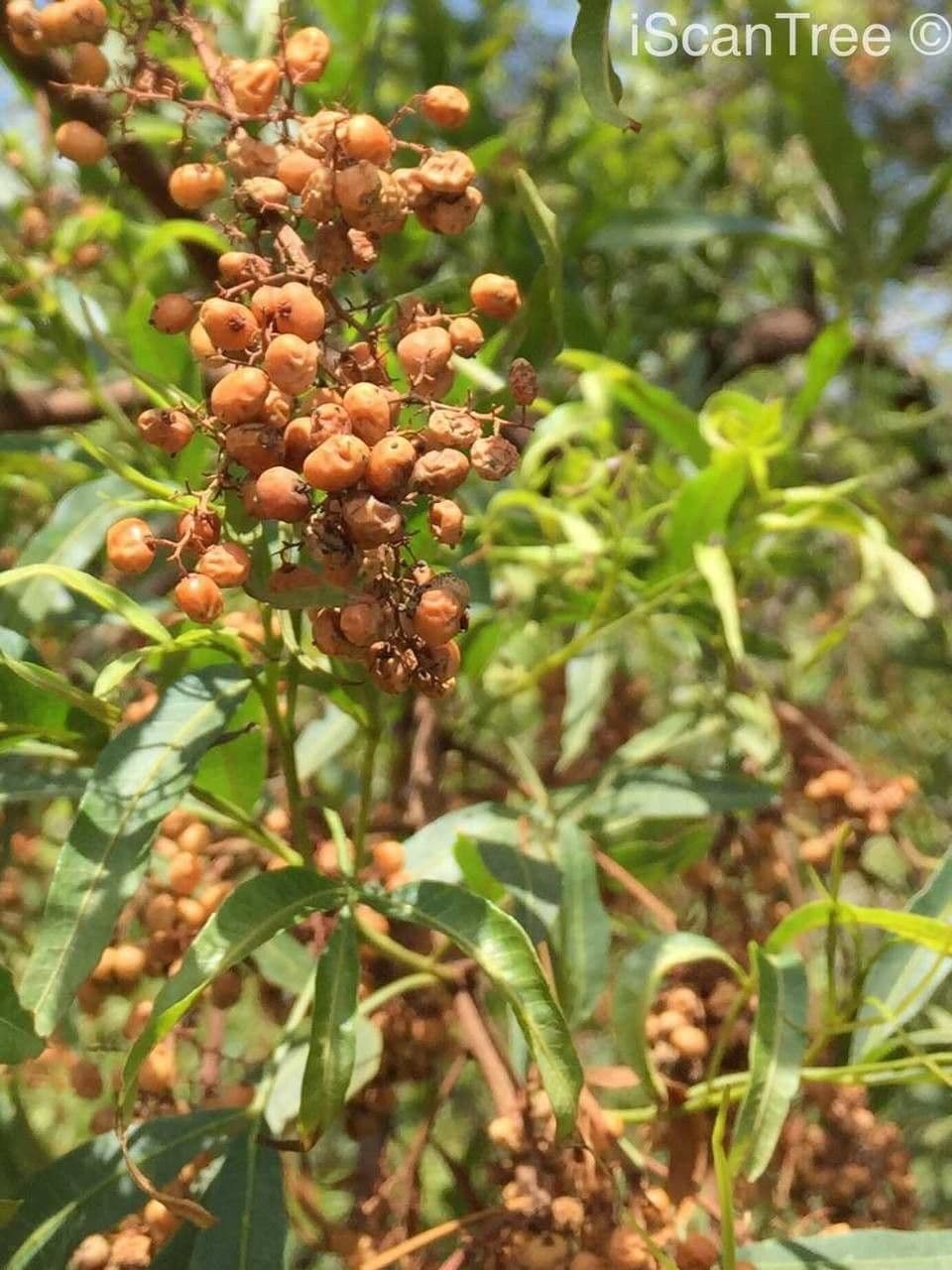 Searsia 5