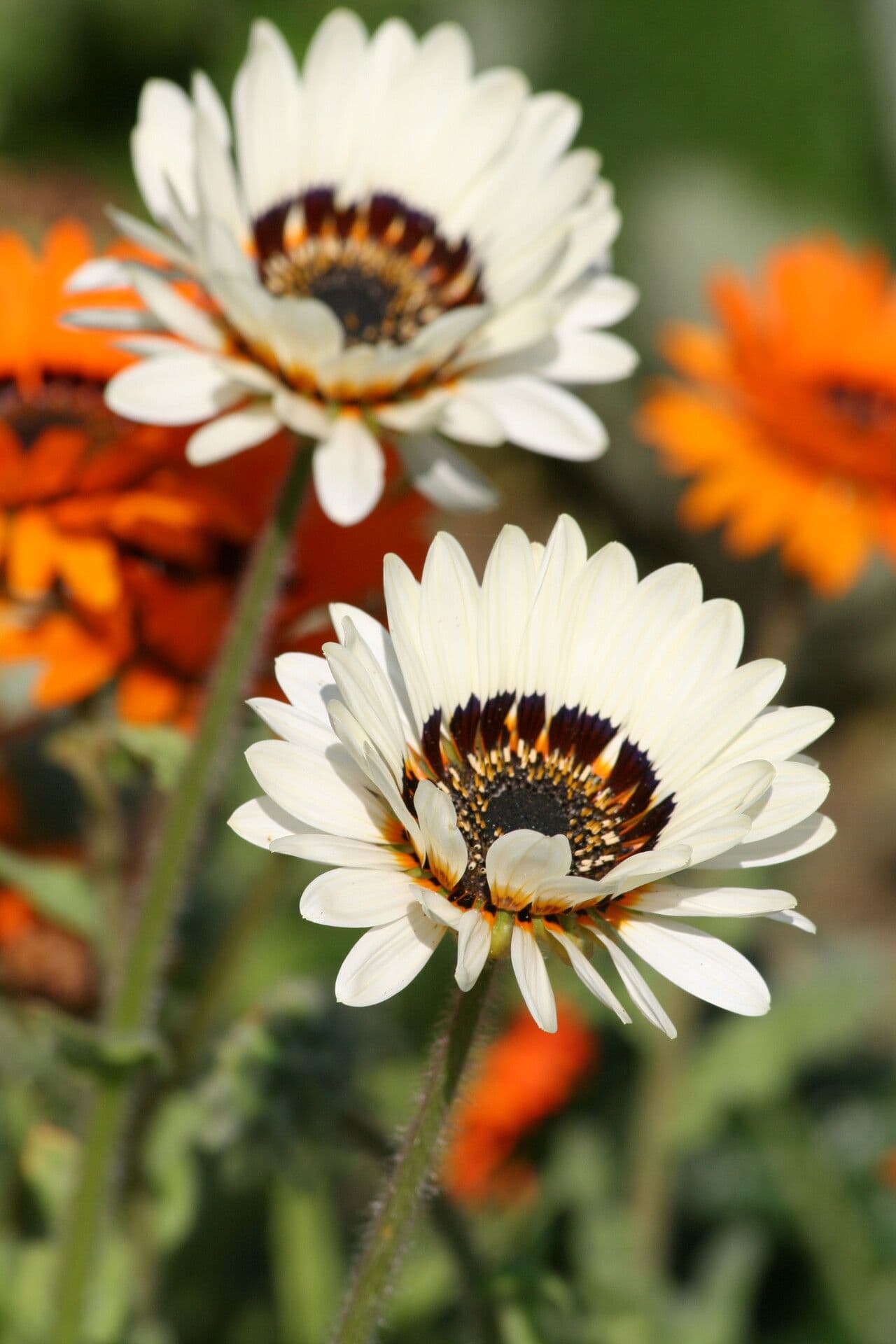 Arctotis fastuosa 2