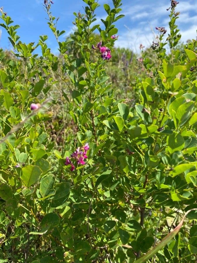 Lespedeza violacea 2