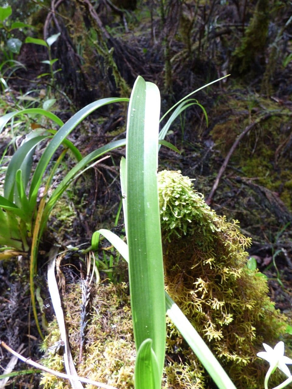 Angraecum 15