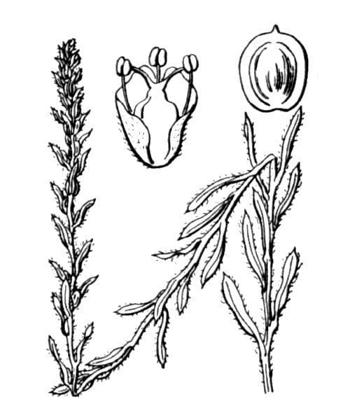 Corispermum di Pallas 21