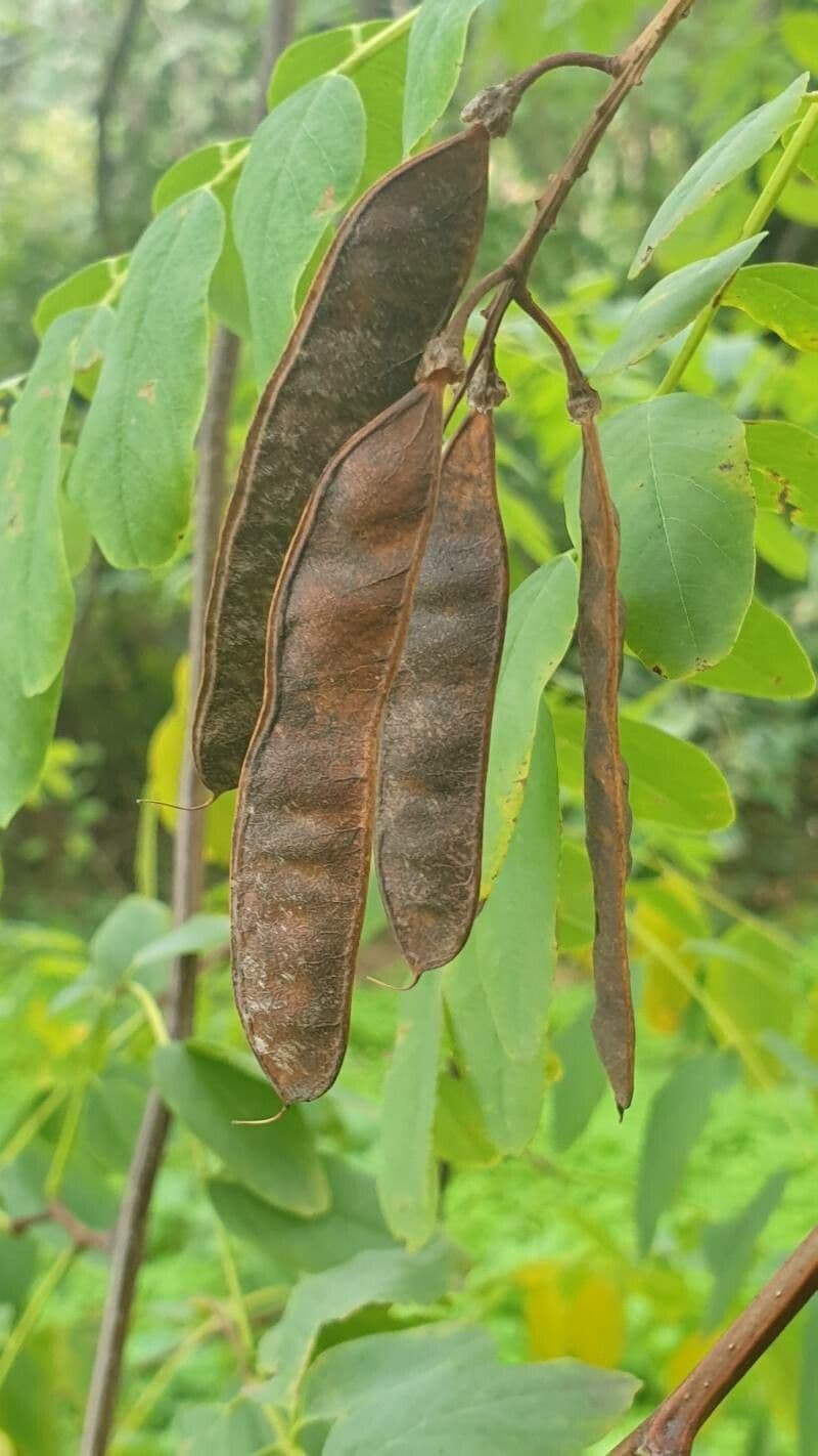 Robinia viscosa 5