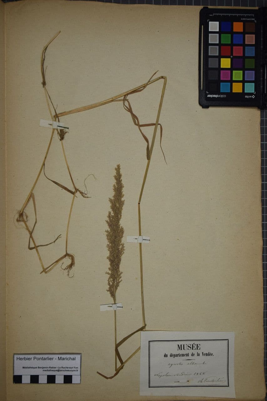 Flecht-Straußgras 29