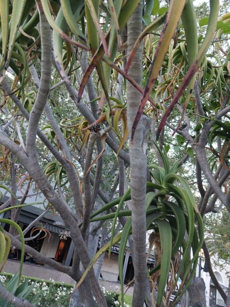 Aloe 13