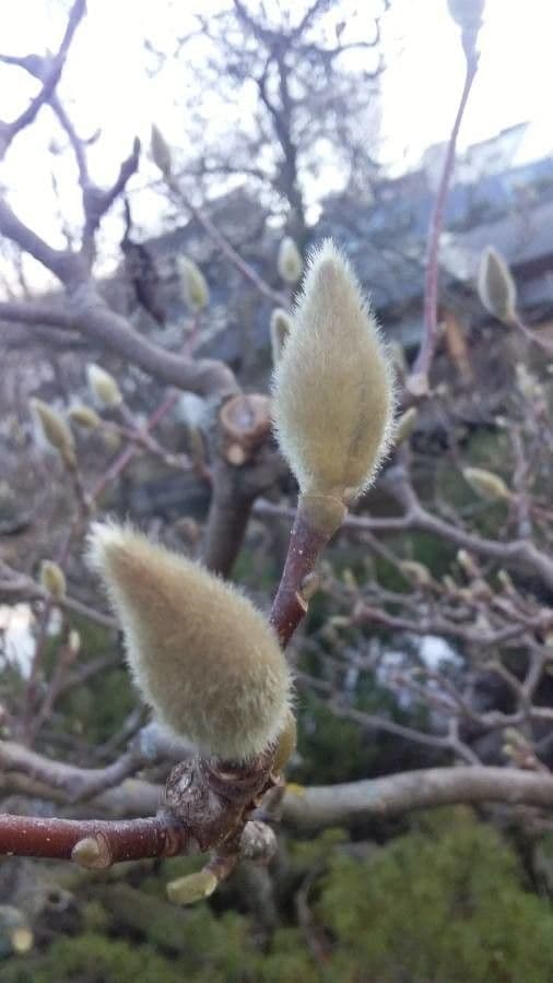 Magnolia denudata 30