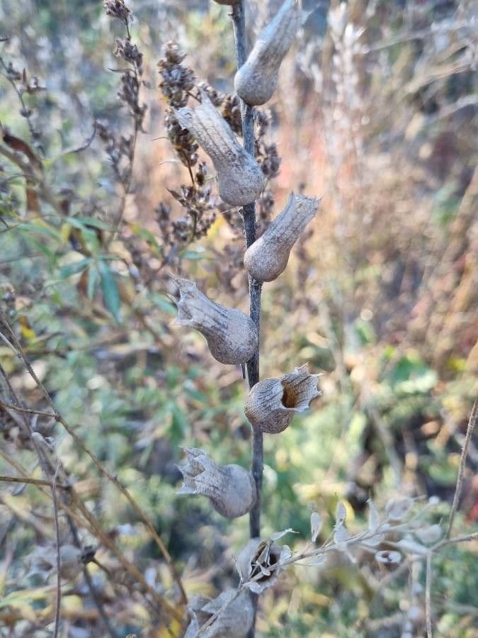 Salvia 3