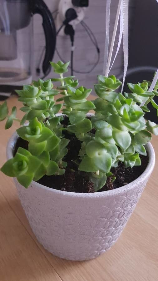 Crassula perforata 9