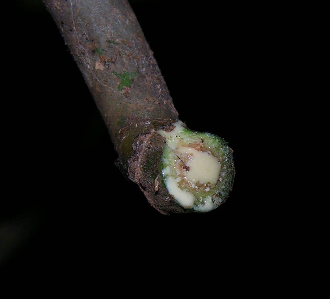 Syngonium 4