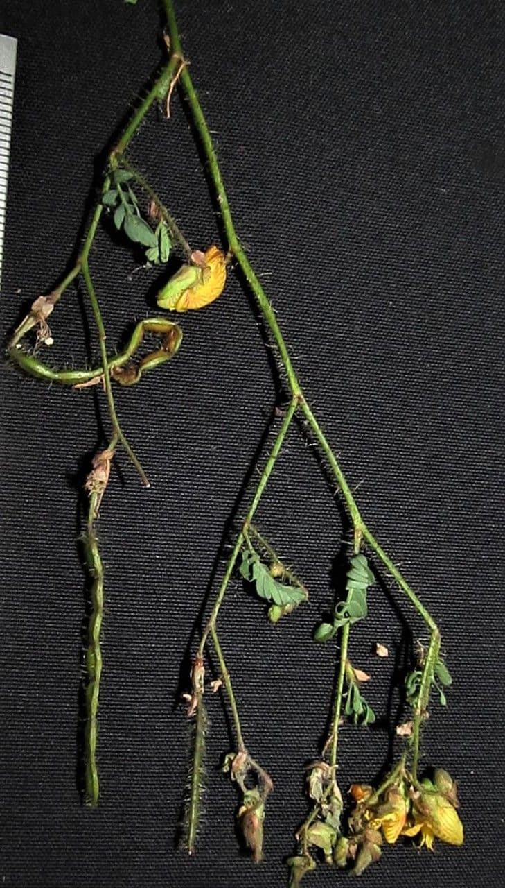 Aeschynomene 3