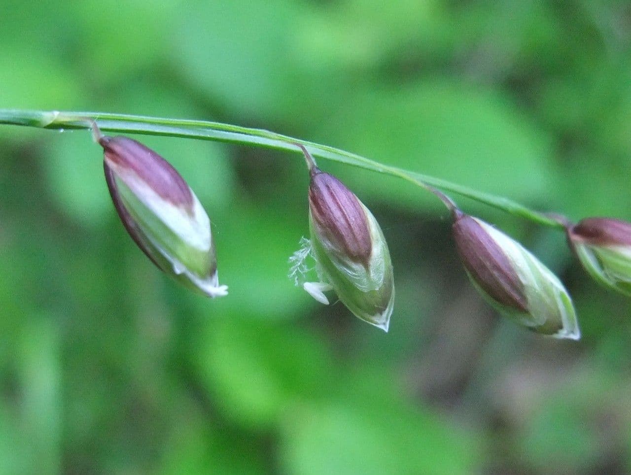 Erba perla pendula 2