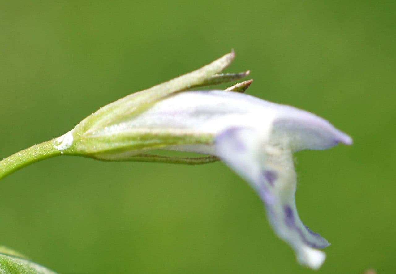 Lindernia 6