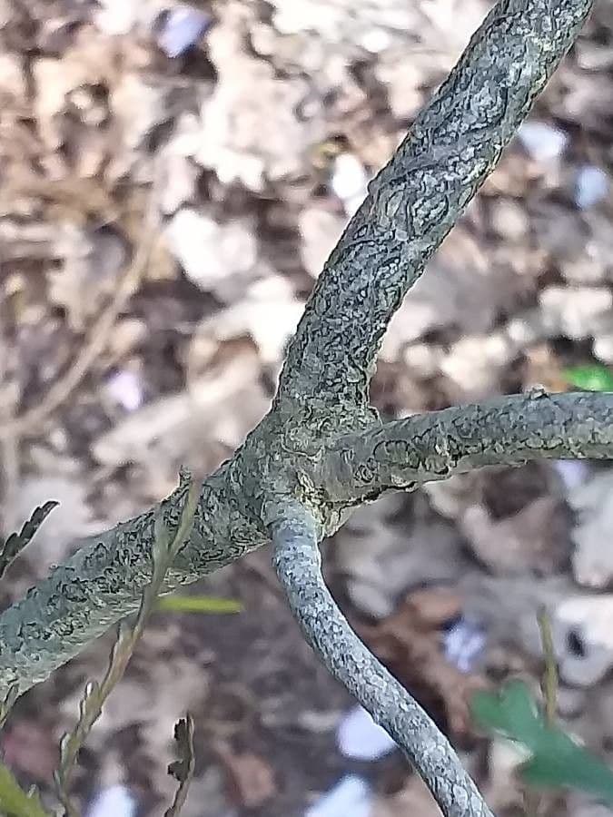 Pittosporum 3
