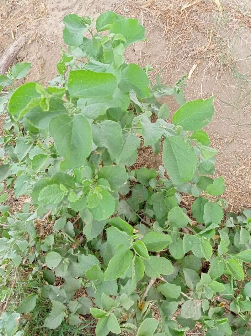 Gelbe Geiger 7