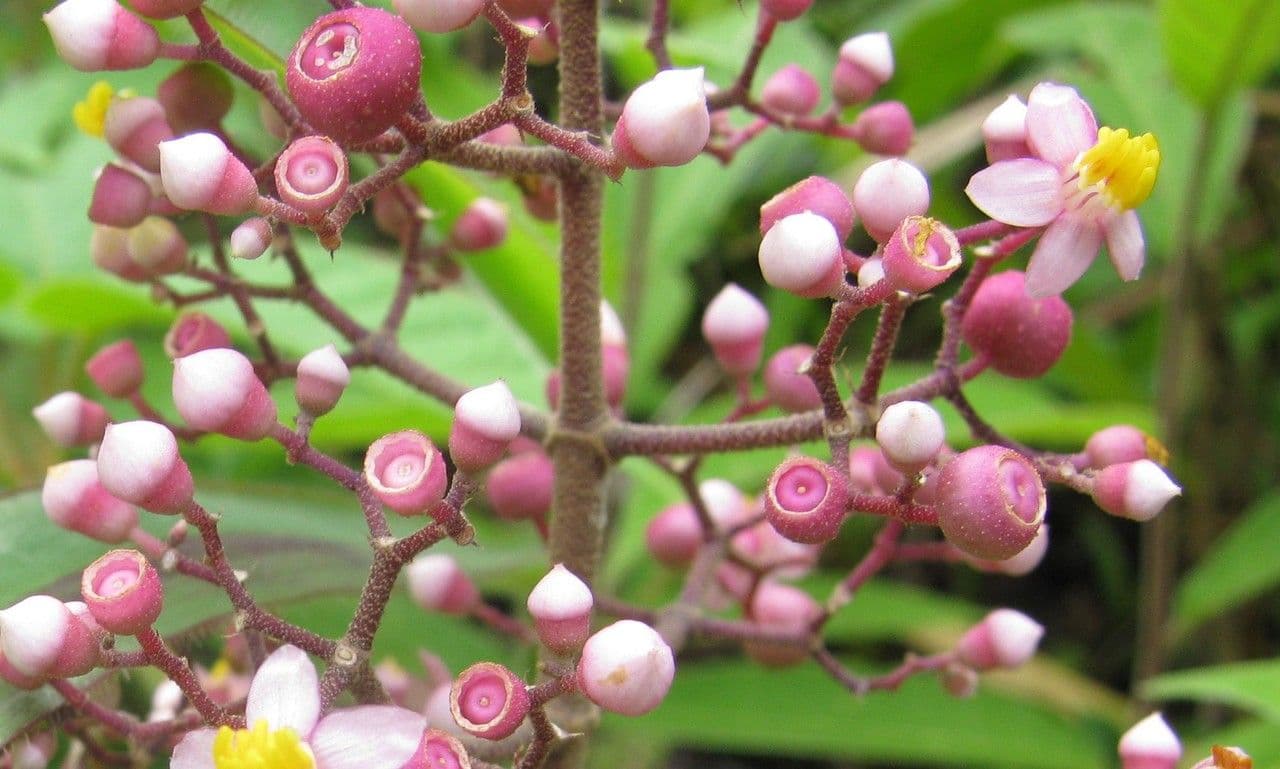 Conostegia 2