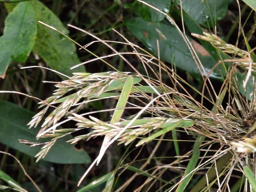 Rhipidocladum a grappolo 5