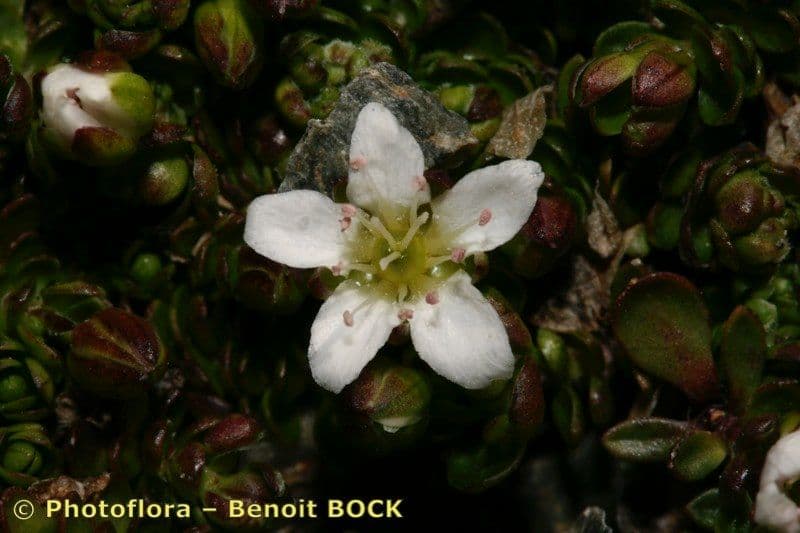 Minuartia 5