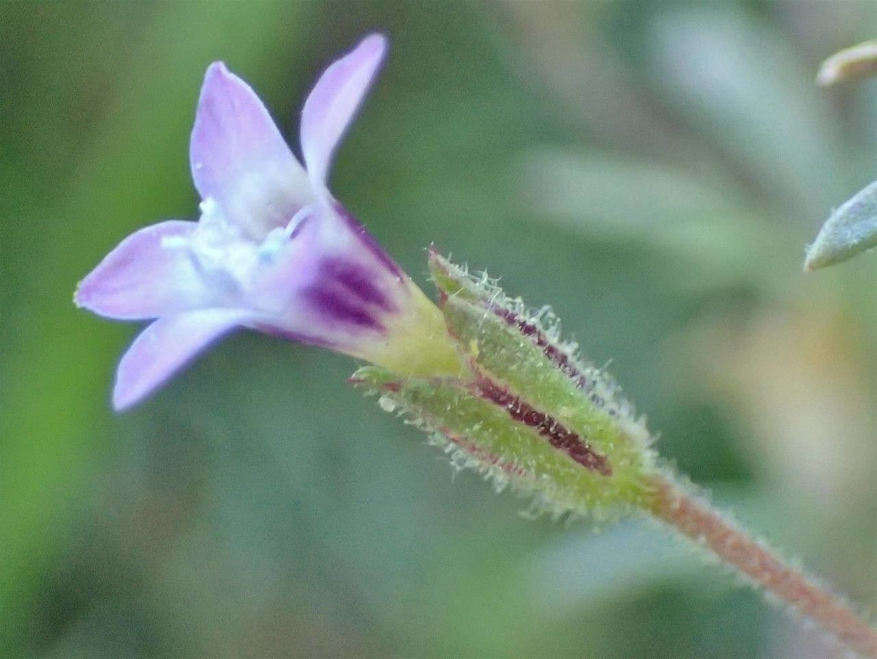 Gilia 6