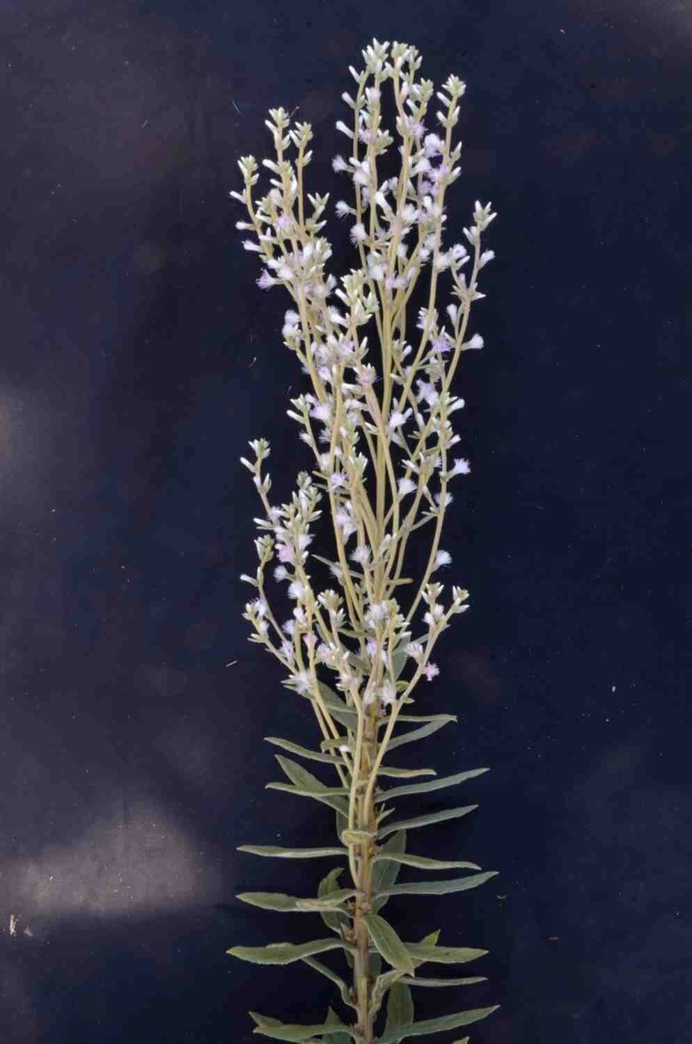 Chrysolaena 6