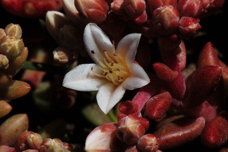 Dudleya 2