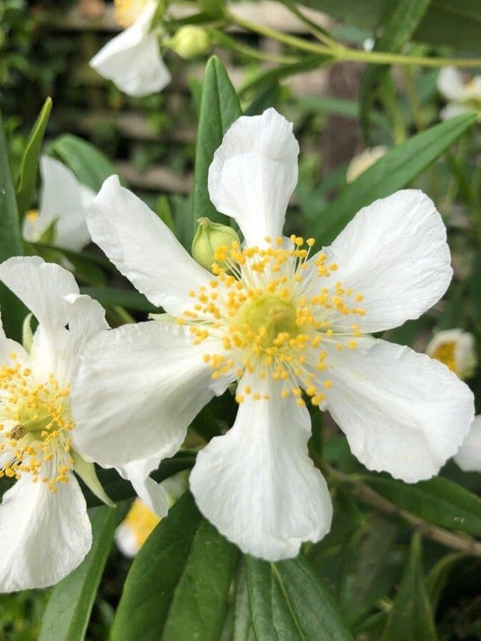 Baum-Anemone 5