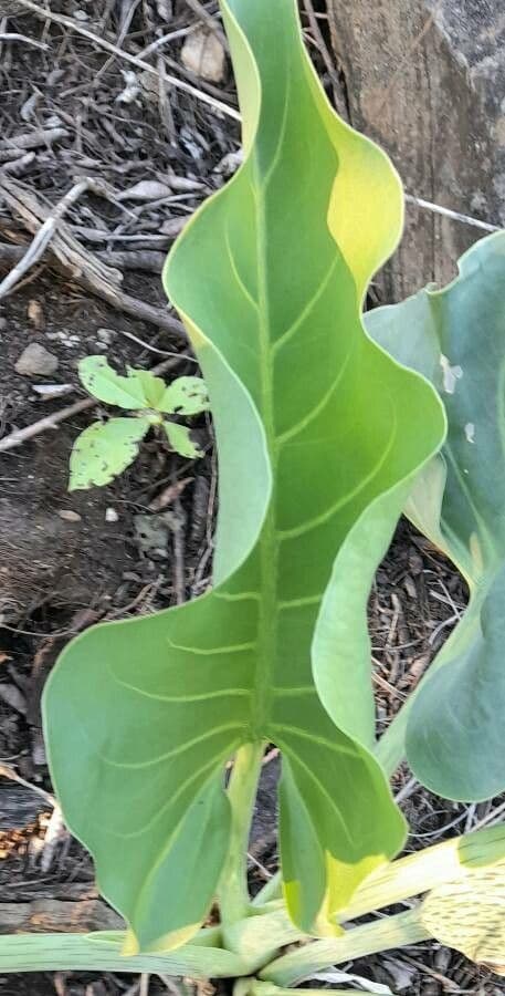 Synandrospadix 8