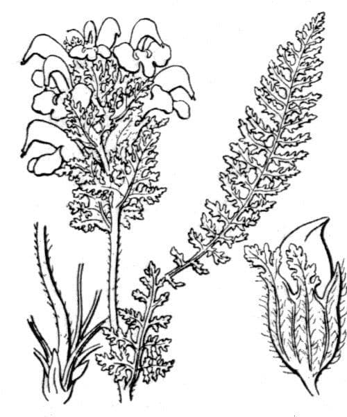 Pedicularis tuberosa 23