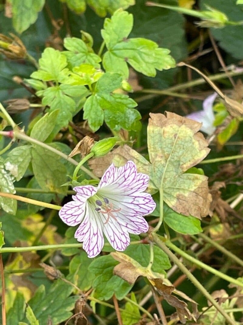 Bocianik 14
