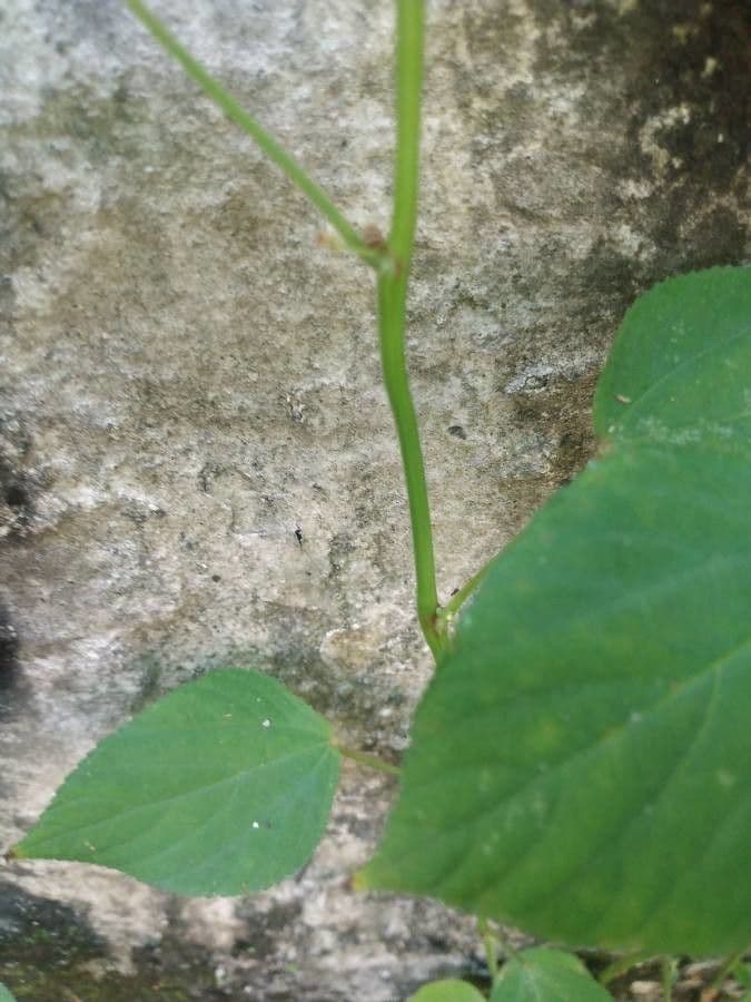Acalypha 10