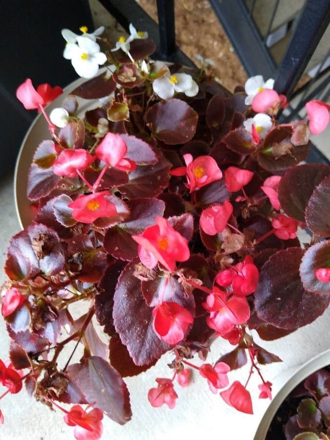 Begonia cucullata 25