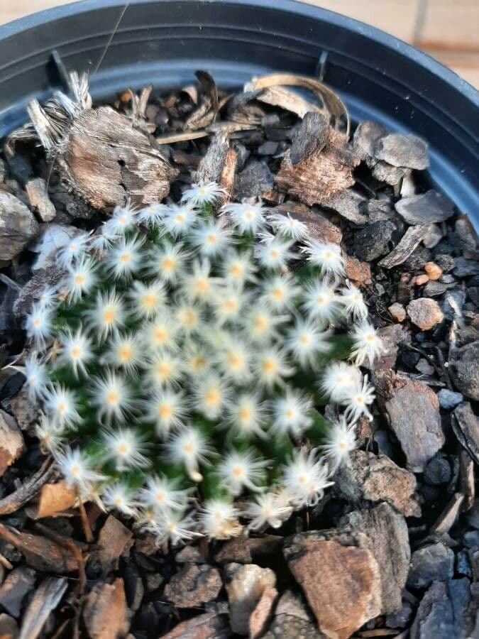Kakteus lasiacantha 17