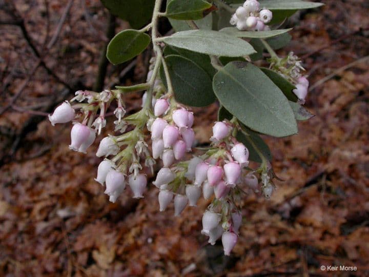 Arctostaphylos 8