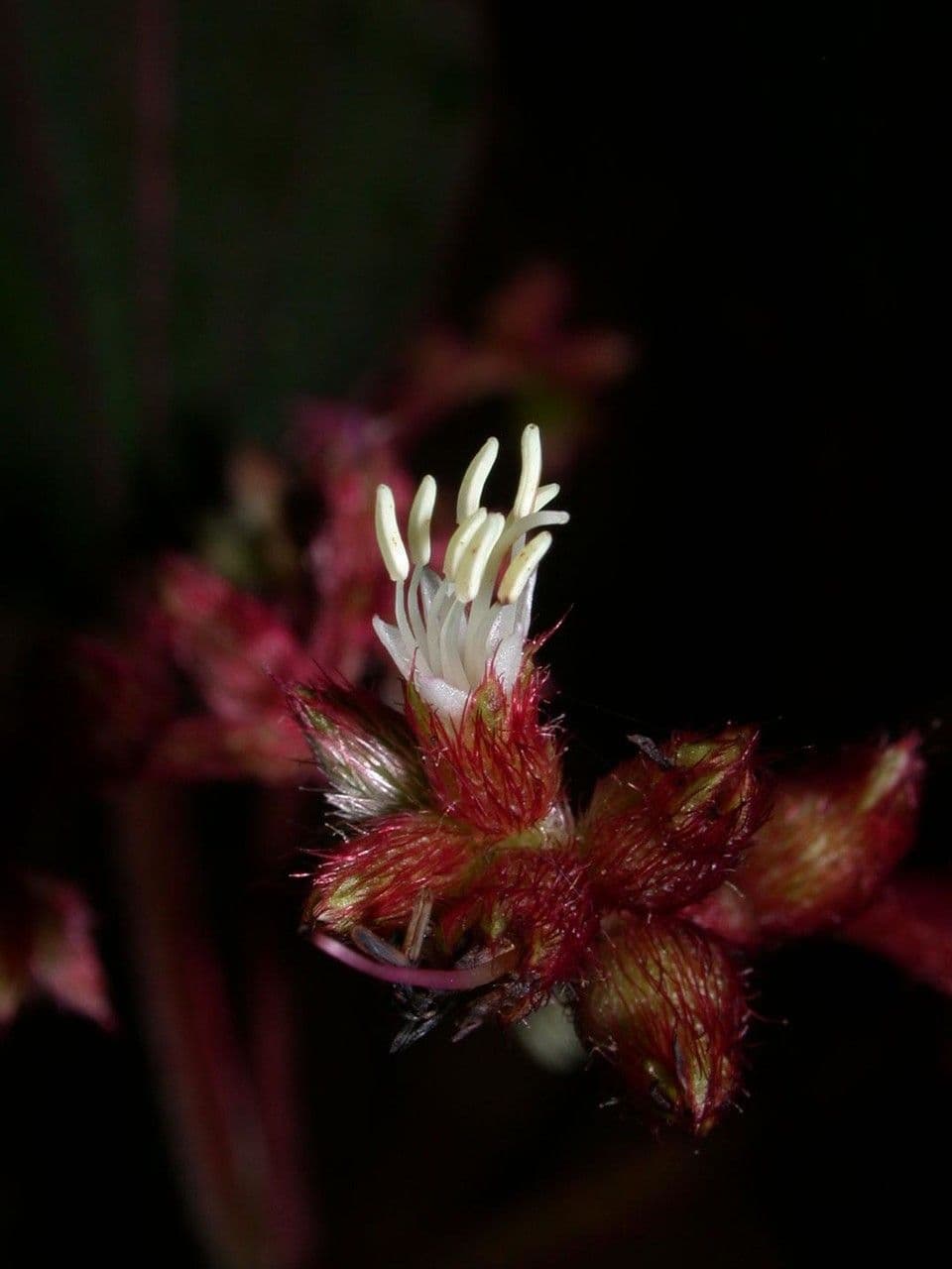 Miconia 5