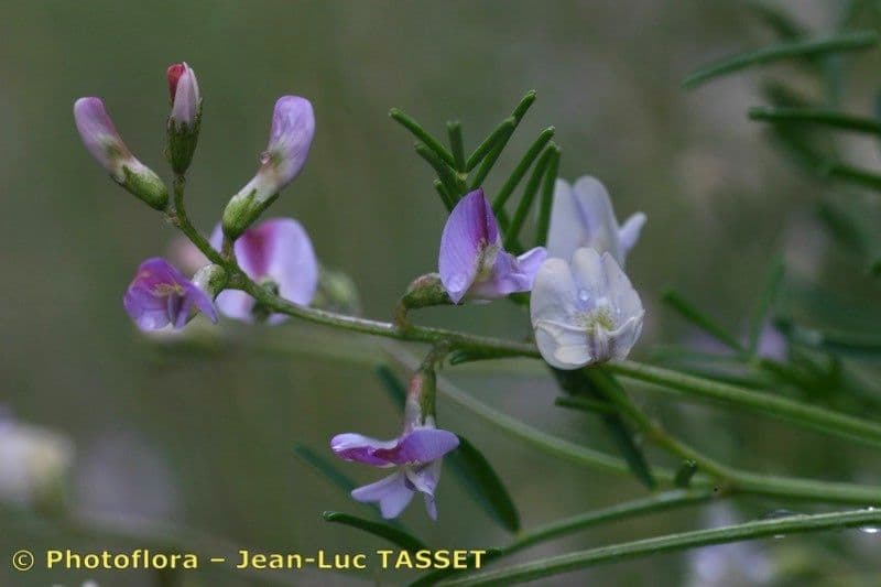 Astragalo austriaco 7