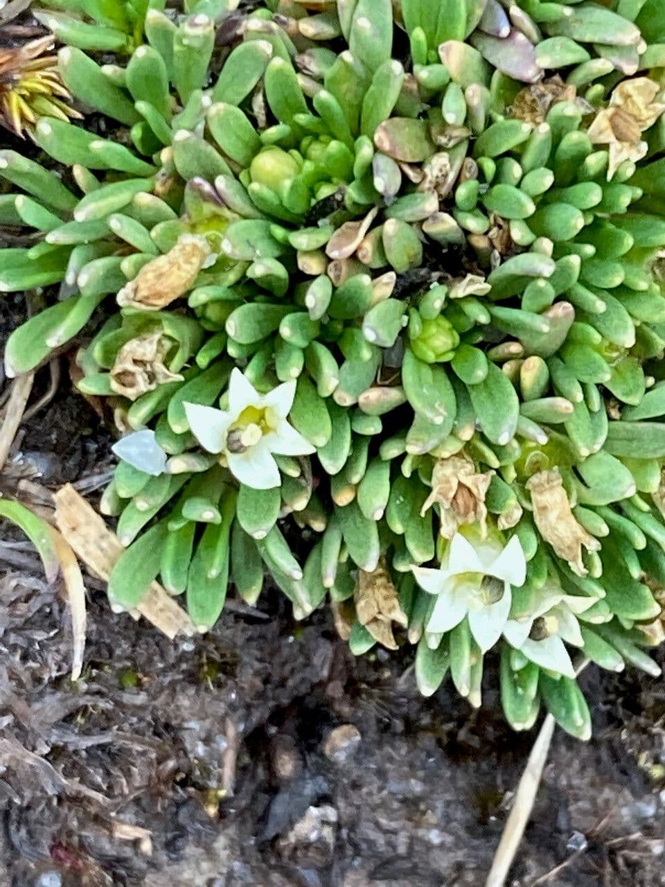 Lysipomia 3