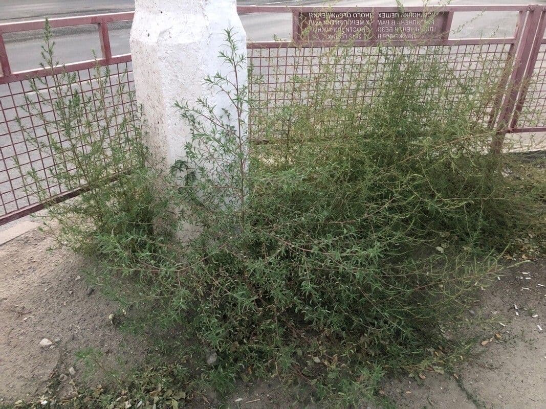 Scoparia 10