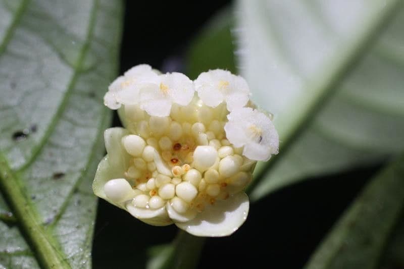 Palicourea 4
