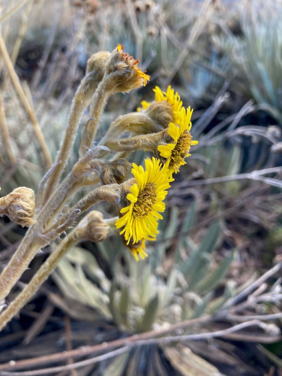 Espeletiopsis 4
