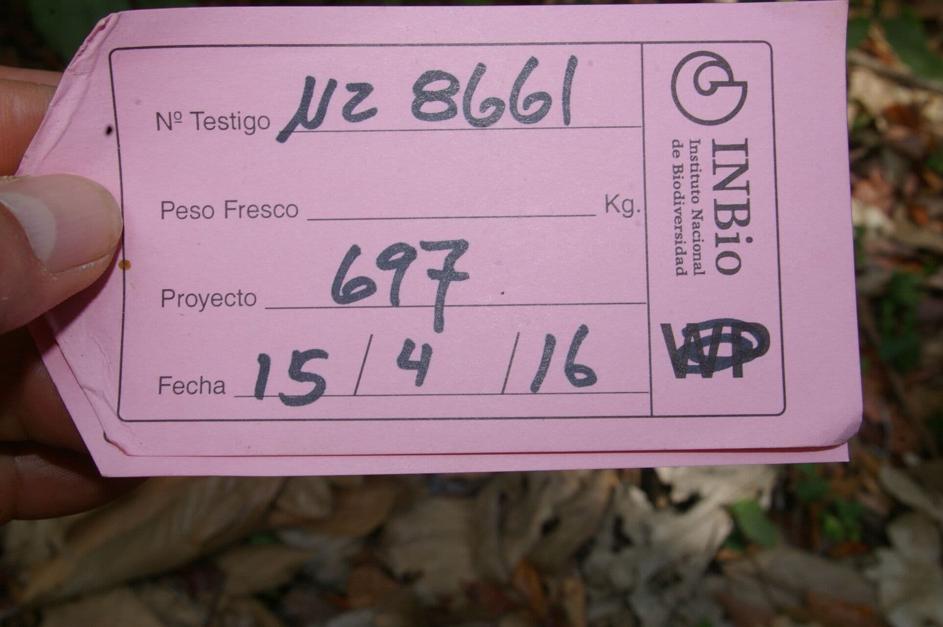 Trichilia 17