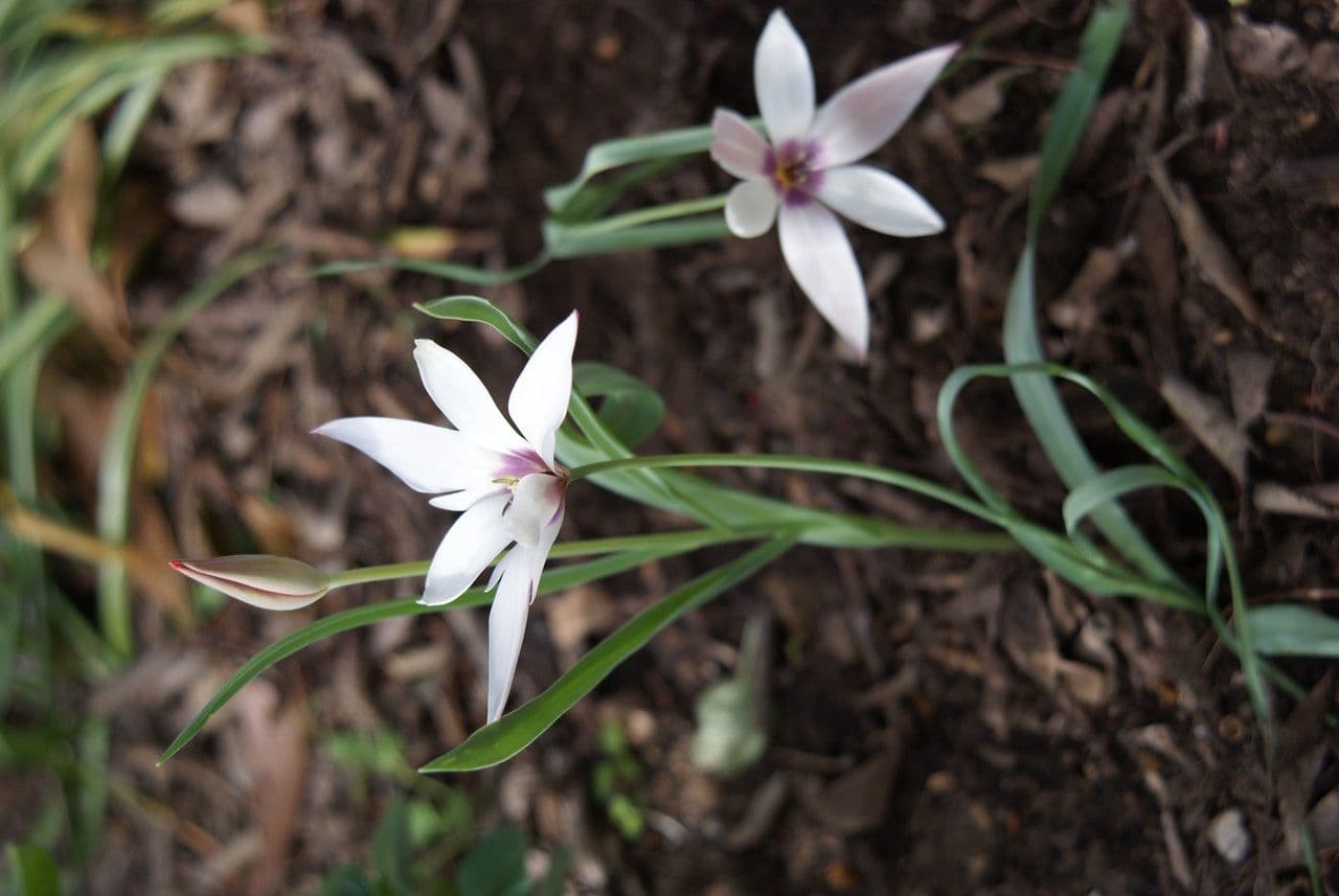 Clusius-Tulpe 9