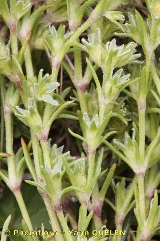 Scleranthus 15