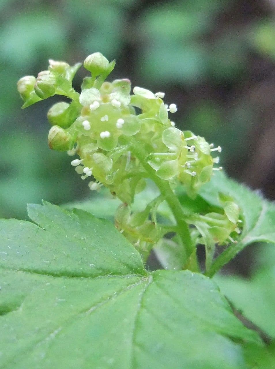 Ribes alpino 6