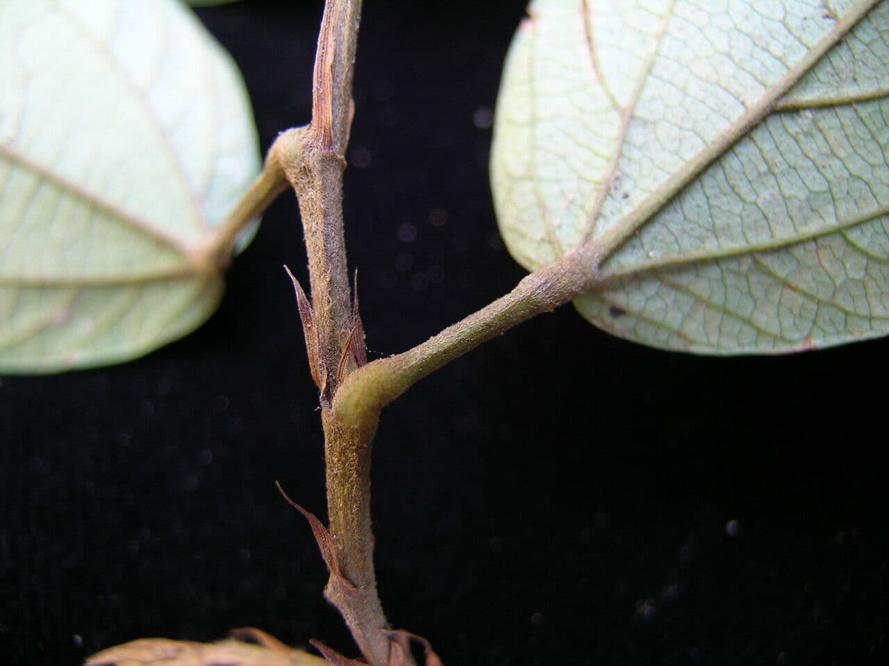 Flemingia strobilifera 13