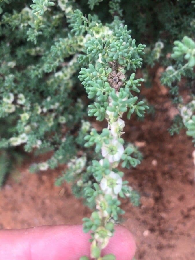 Maireana brevifolia 4