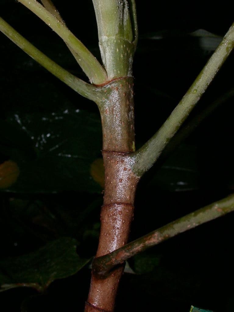 Pourouma bicolor 19