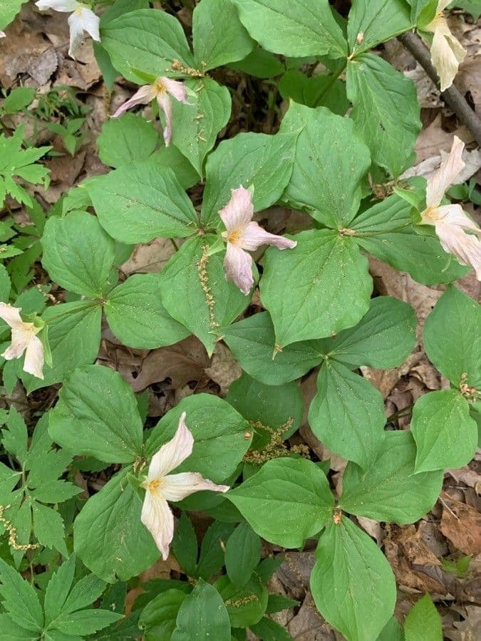 Trillium ovato 20