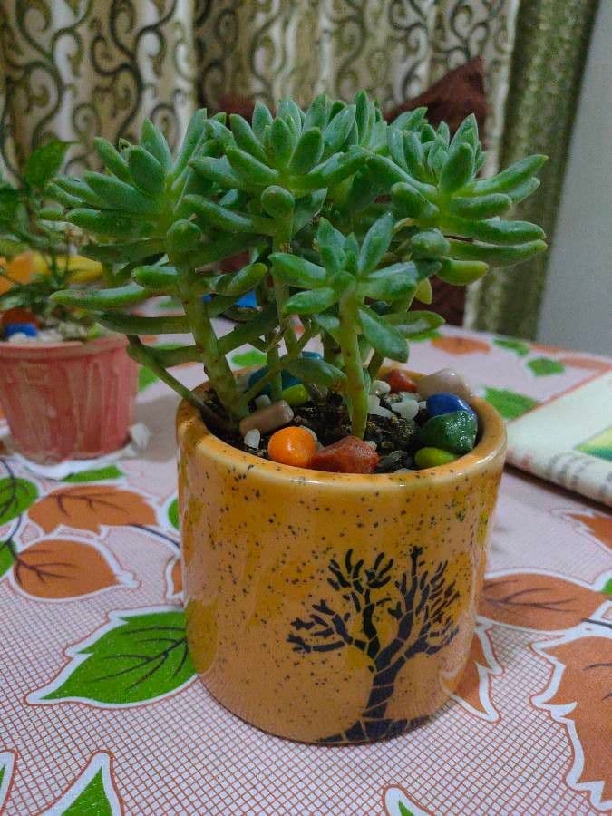 Sedum 5