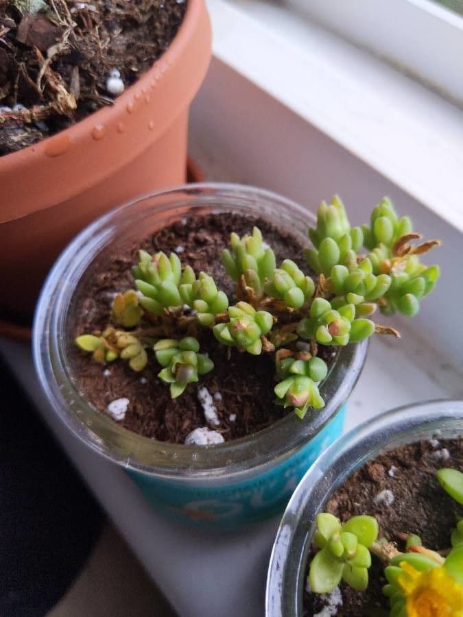 Sedum litorale 17